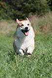 CORGI PEMBROKE 348